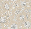 York Wallcoverings Sutton Taupe Beige Wallpaper