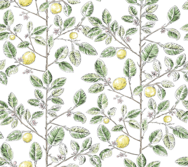 York Wallcoverings Limoncello Toile Green Green Wallpaper