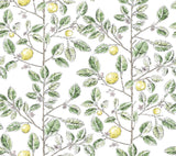 York Wallcoverings Limoncello Toile Green Green Wallpaper
