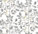 York Wallcoverings Limoncello Toile Black Grey Wallpaper