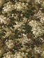 Scalamandre Ridge Edge Moss Fabric