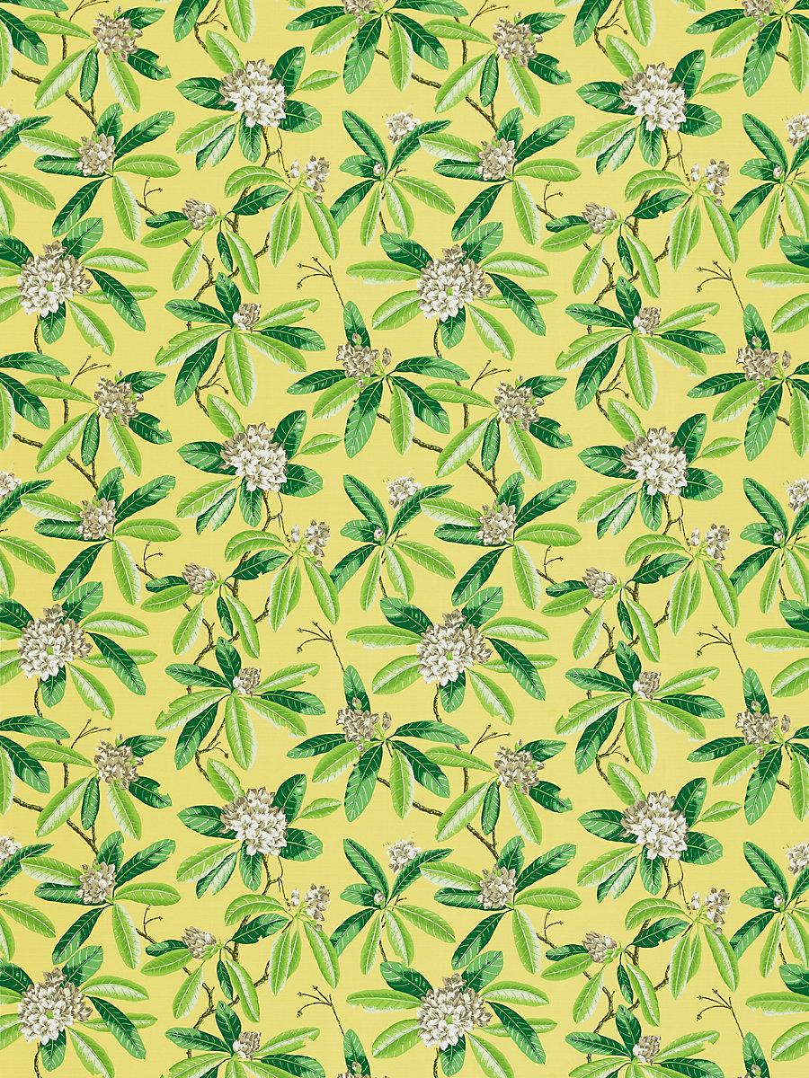 Scalamandre Rhododendron | Outdoor Pineapple Fabric