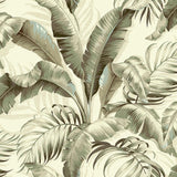 Tommy Bahama PALMIERS SILVER BIRCH Wallpaper