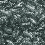 Brunschwig & Fils FEUILLES DE BANANIER GRIS Wallpaper