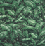 Brunschwig & Fils FEUILLES DE BANANIER IVY Wallpaper