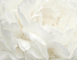 Galerie White Rose White Wallpaper