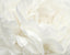 Galerie White Rose White Wallpaper