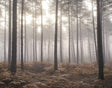 Galerie Misty Woods Bronze Brown Wallpaper