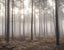 Galerie Misty Woods Bronze Brown Wallpaper