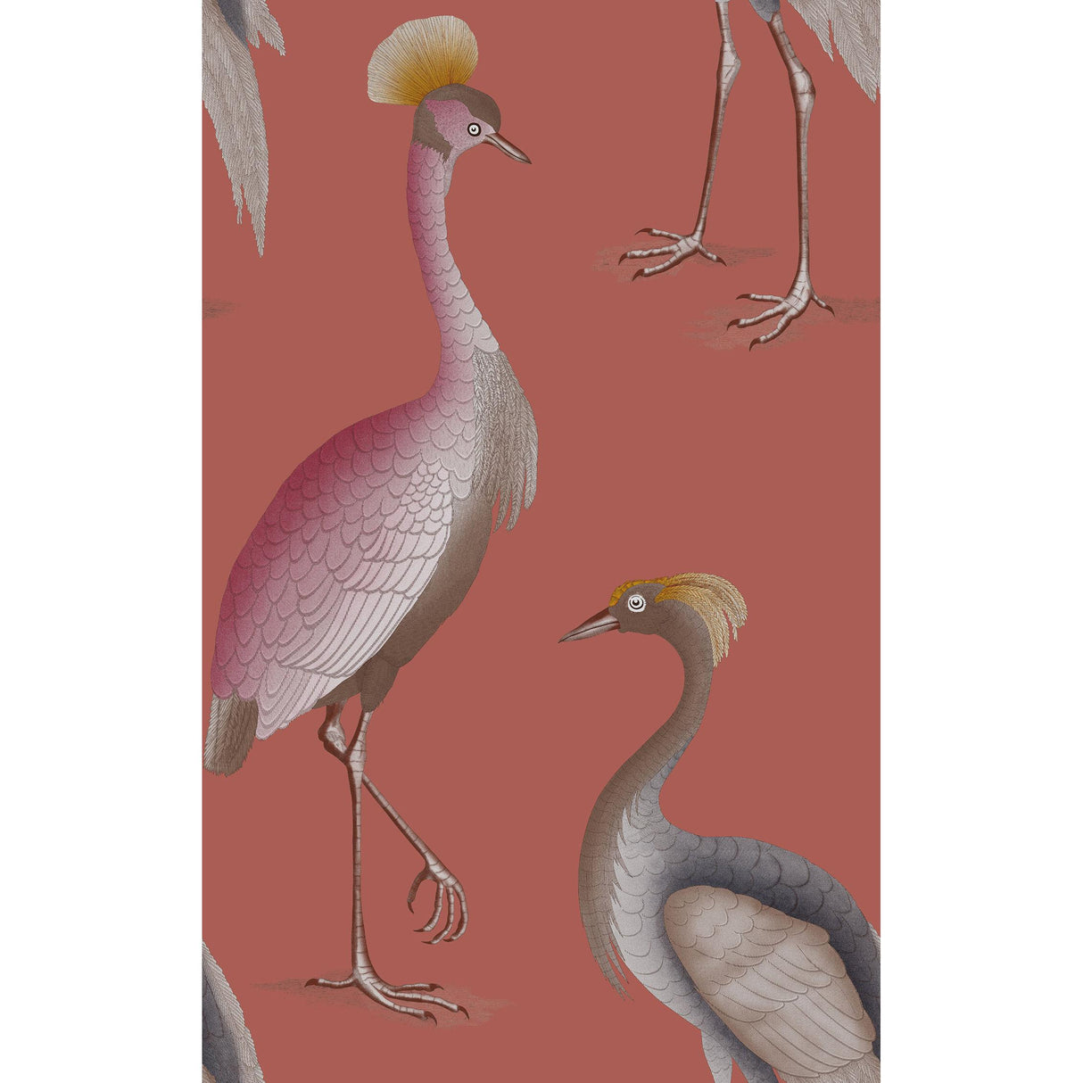 Gaston Y Daniela GARZAS FRAMBUESA Wallpaper