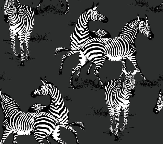Seabrook Playful Zebras Charcoal Wallpaper