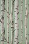 Brewster Home Fashions Chester Sage Birch Trees Wallpaper