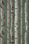 Brewster Home Fashions Chester Dark Green Birch Trees Wallpaper