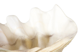 Phillips Collection Cast Clam Shell , Faux Finish, LG Beige Bowl