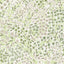 Stout MAYBERRY LIME Fabric