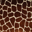 D.V. Kap Home Melman Rust  Fabric