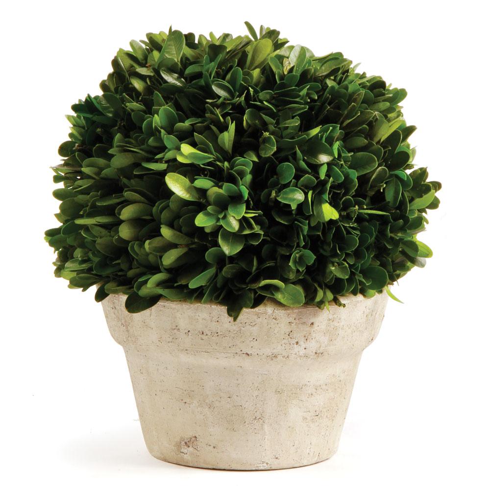 Napa Preserved boxwood BOXWOOD BALL IN POT MEDIUM