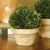 Napa Preserved boxwood BOXWOOD BALL IN POT MEDIUM