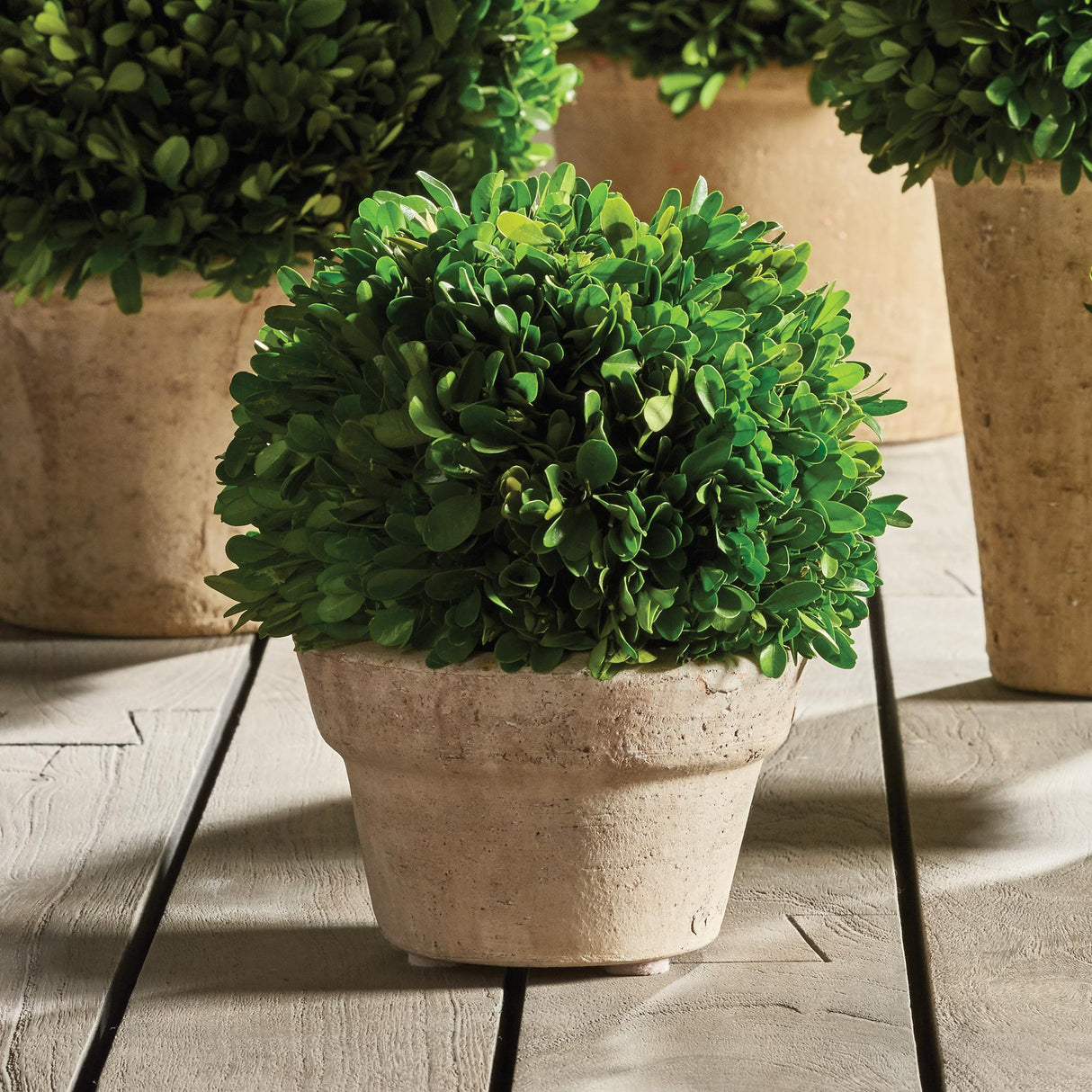 Napa Preserved boxwood BOXWOOD BALL IN POT MEDIUM