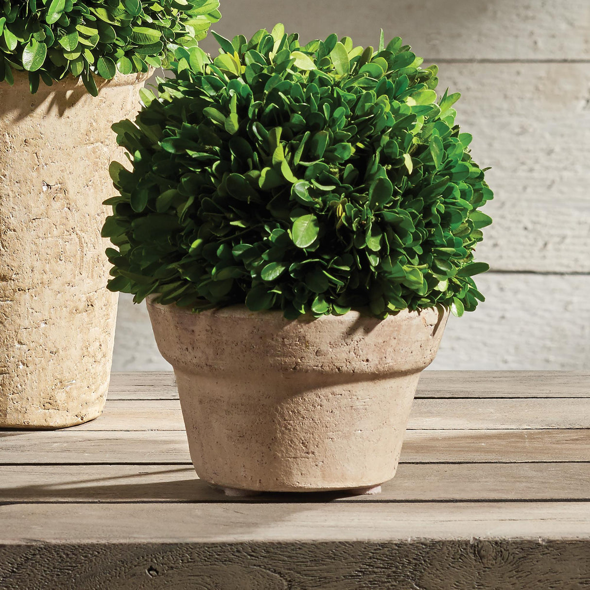 Napa Preserved boxwood BOXWOOD BALL IN POT MEDIUM