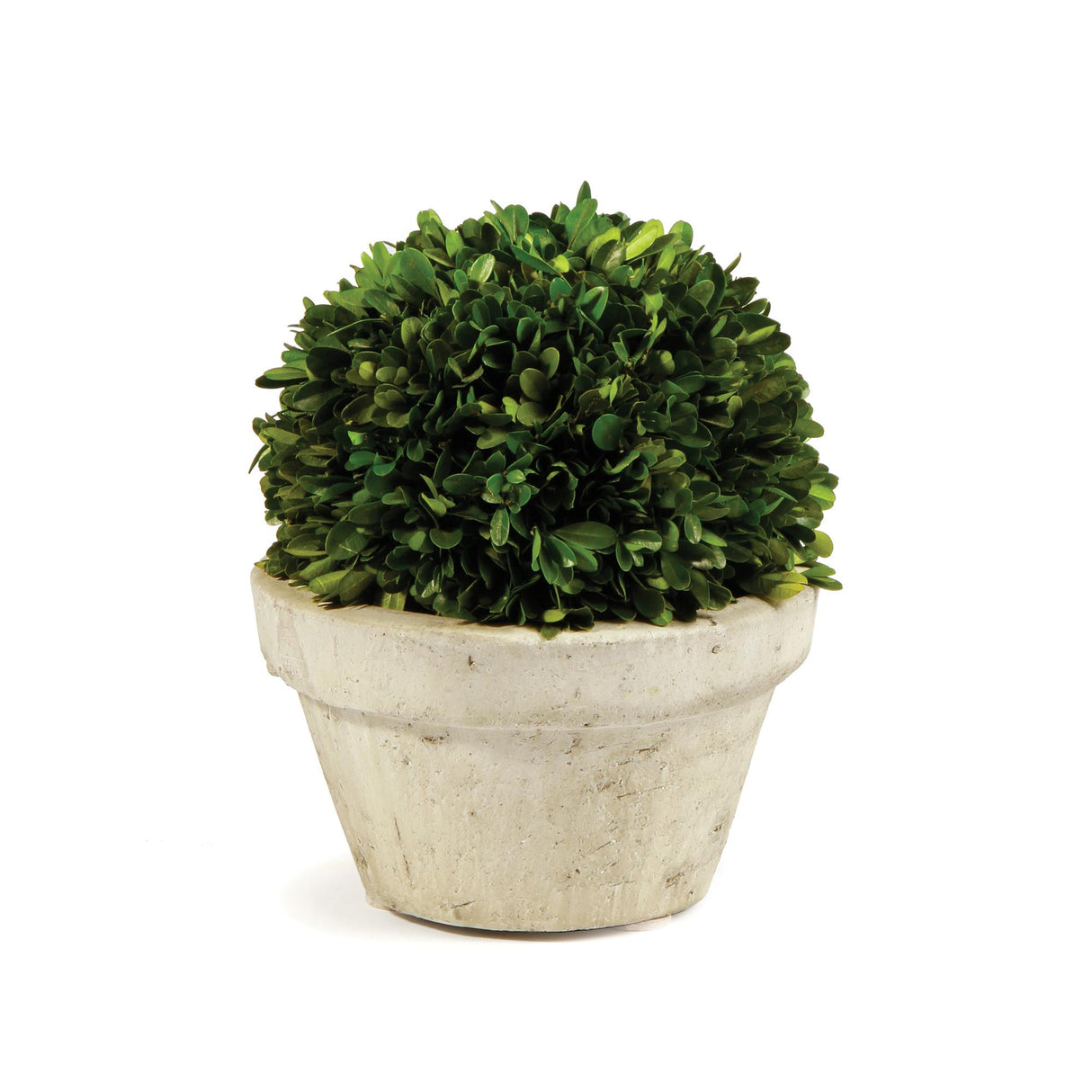 Napa Preserved boxwood BOXWOOD BALL IN POT LARGE