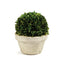 Napa Preserved boxwood BOXWOOD BALL IN POT LARGE