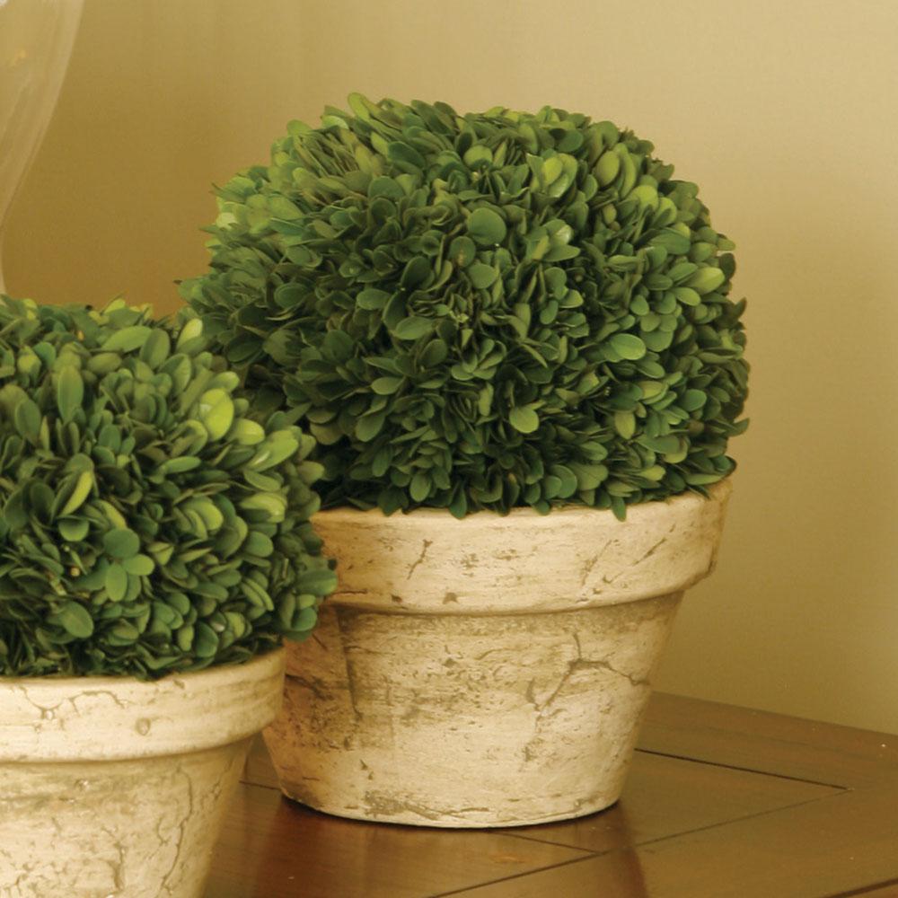 Napa Preserved boxwood BOXWOOD BALL IN POT LARGE