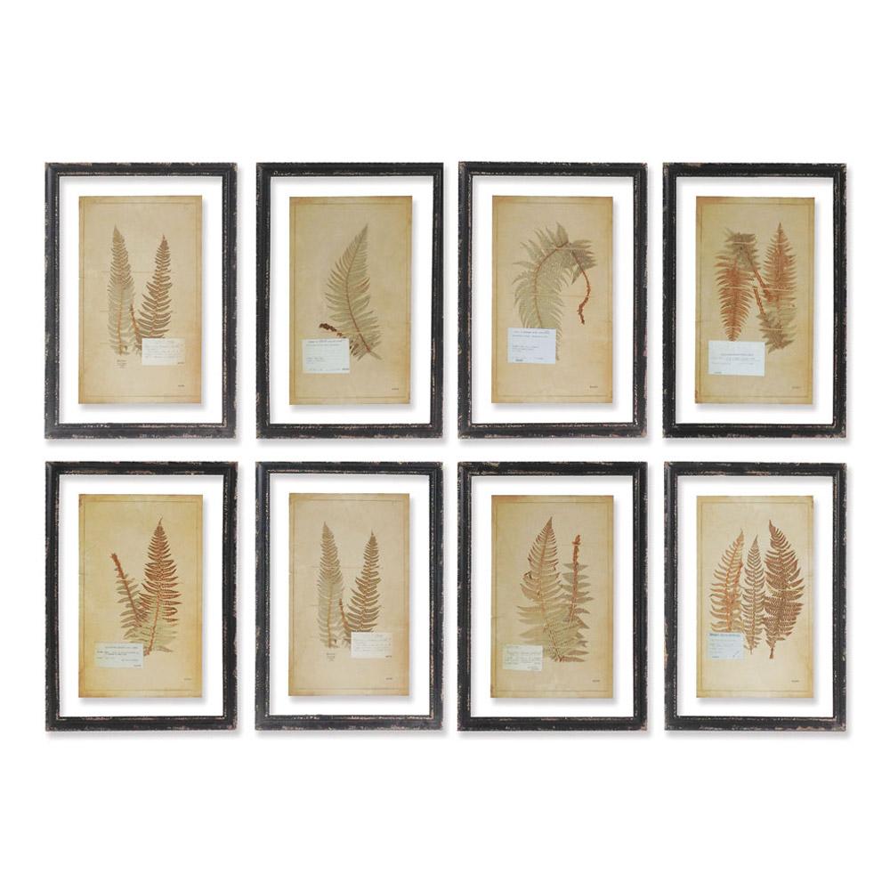 Napa  FRAMED VINTAGE FERN PRINTS, SET OF 8