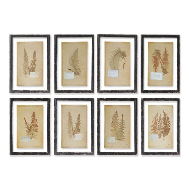 Napa  FRAMED VINTAGE FERN PRINTS, SET OF 8