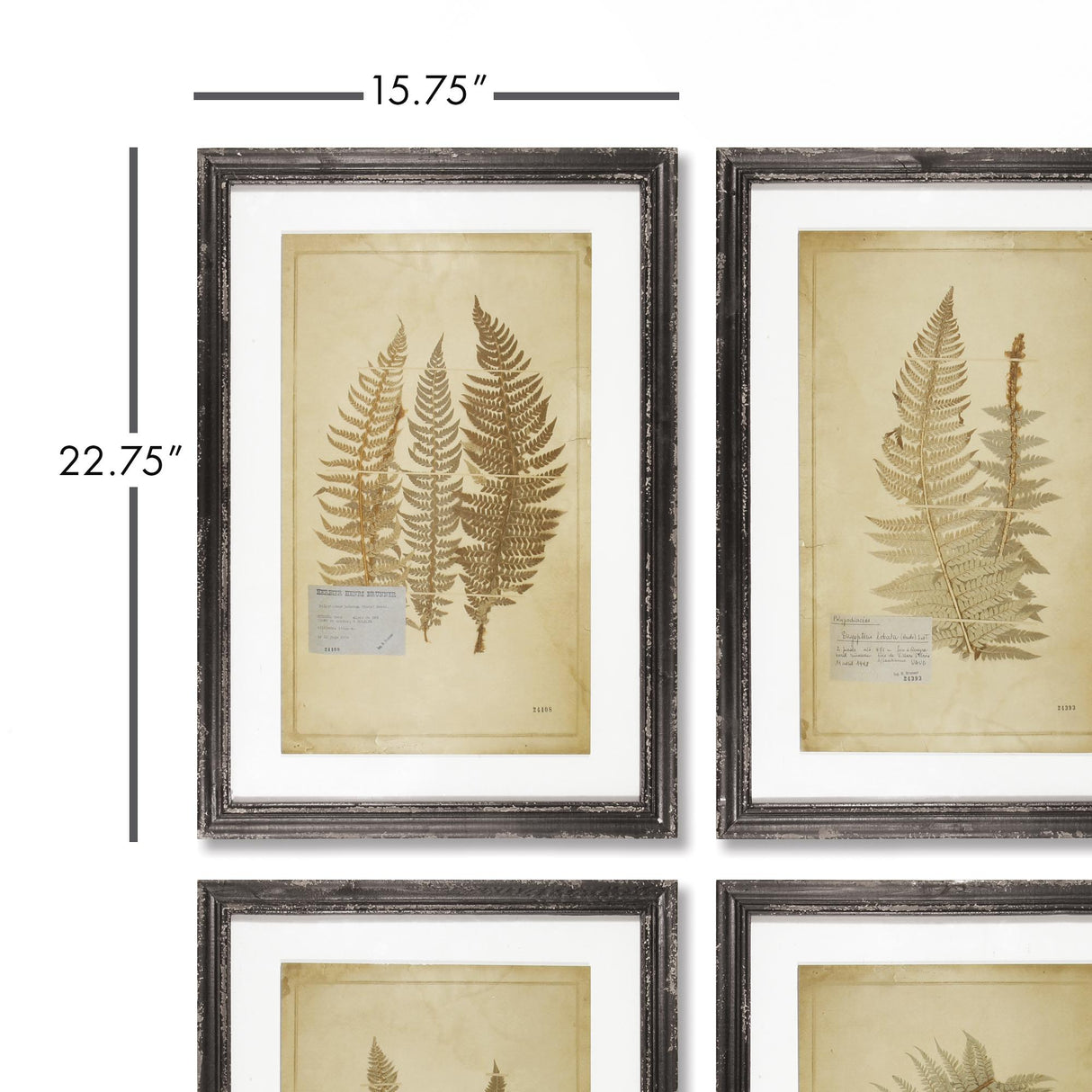 Napa  FRAMED VINTAGE FERN PRINTS, SET OF 8