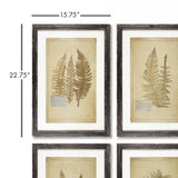 Napa  FRAMED VINTAGE FERN PRINTS, SET OF 8