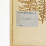 Napa  FRAMED VINTAGE FERN PRINTS, SET OF 8
