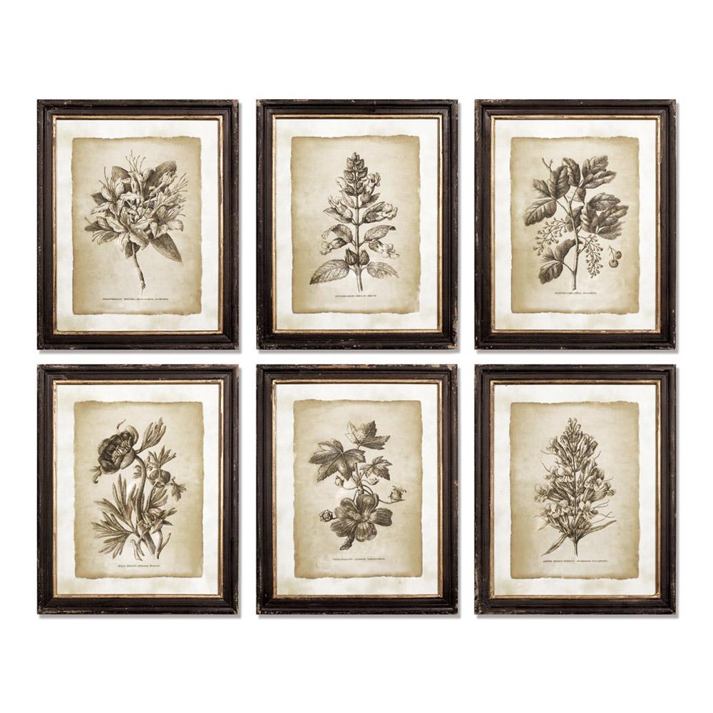 Napa  FRAMED VINTAGE FLORAL PRINTS, SET OF 6