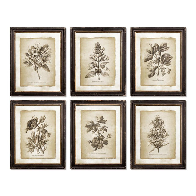 Napa  FRAMED VINTAGE FLORAL PRINTS, SET OF 6