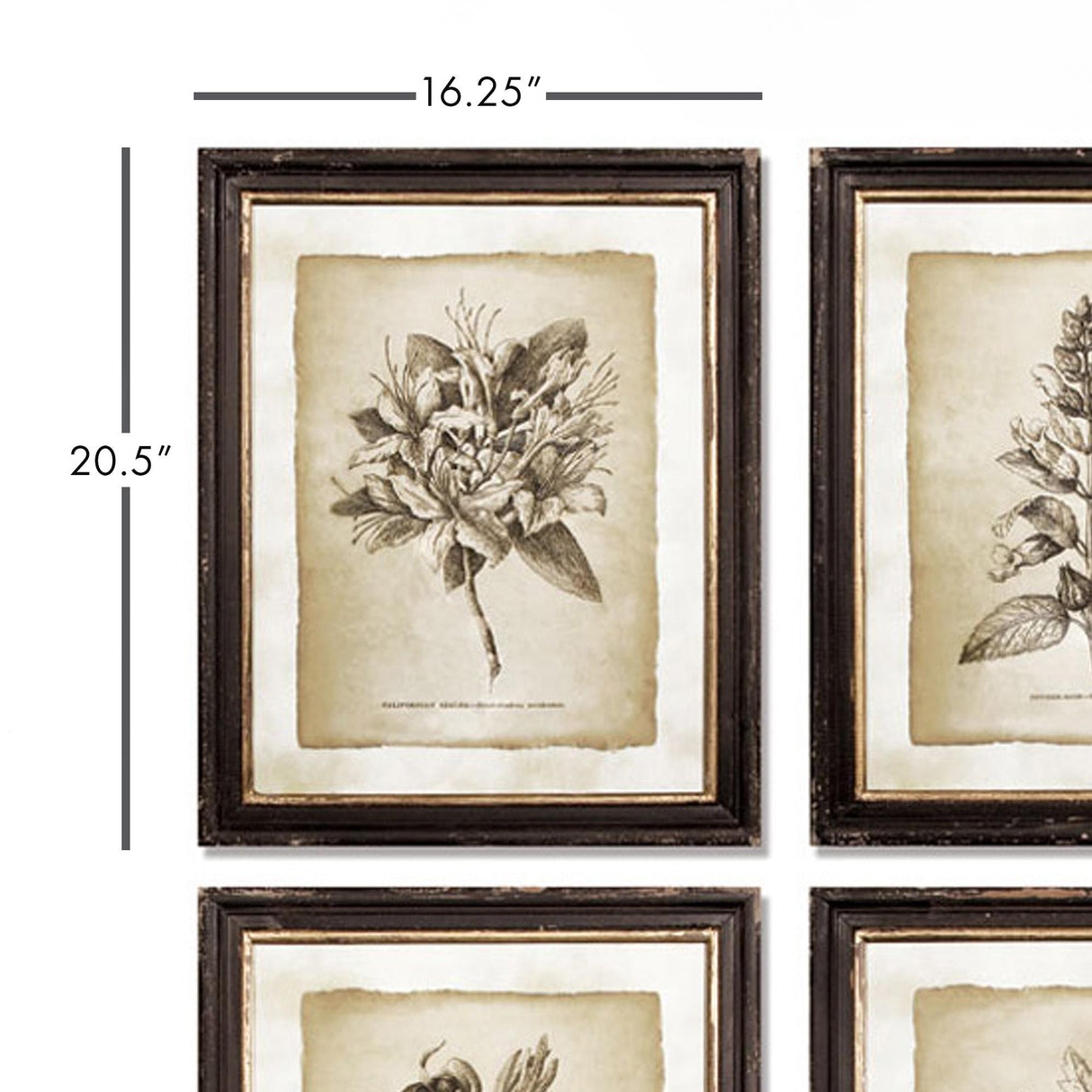 Napa  FRAMED VINTAGE FLORAL PRINTS, SET OF 6