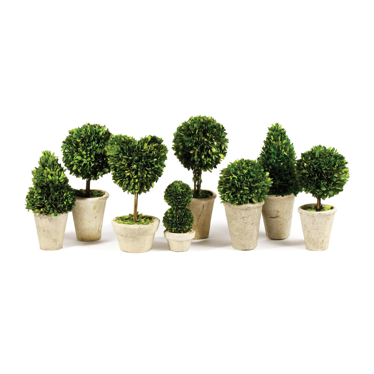 Napa Preserved boxwood BOXWOOD TOPIARIES IN POTS, SET OF 8