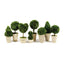Napa Preserved boxwood BOXWOOD TOPIARIES IN POTS, SET OF 8