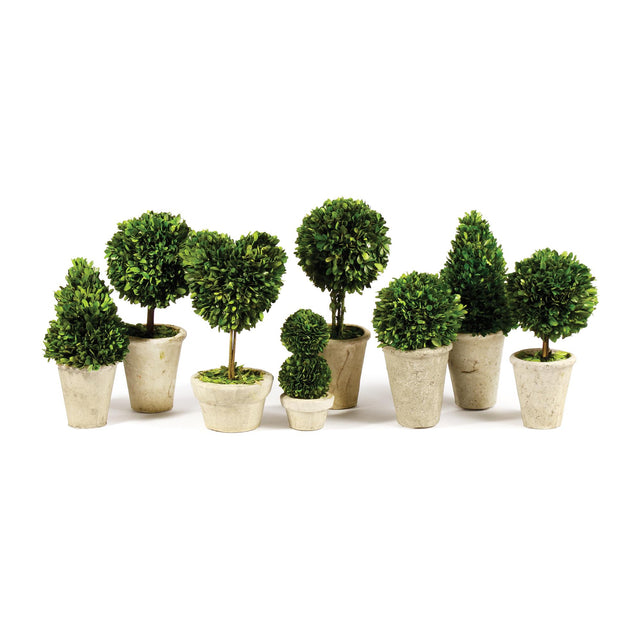 Napa Preserved boxwood BOXWOOD TOPIARIES IN POTS, SET OF 8