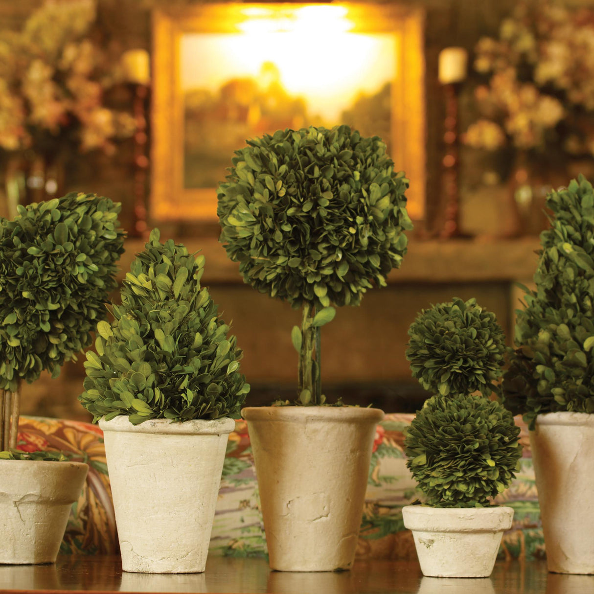Napa Preserved boxwood BOXWOOD TOPIARIES IN POTS, SET OF 8