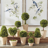 Napa Preserved boxwood BOXWOOD TOPIARIES IN POTS, SET OF 8