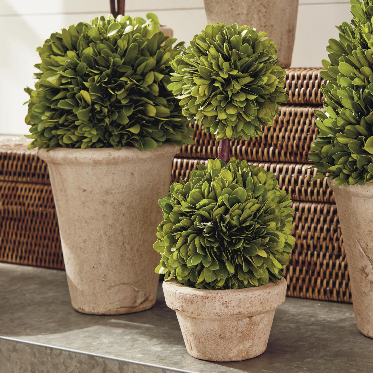 Napa Preserved boxwood BOXWOOD TOPIARIES IN POTS, SET OF 8