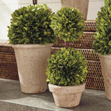 Napa Preserved boxwood BOXWOOD TOPIARIES IN POTS, SET OF 8