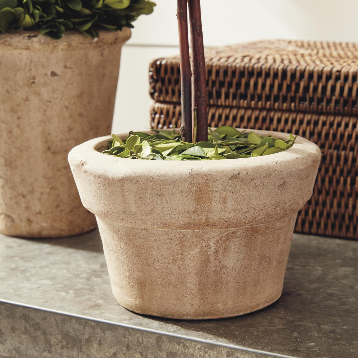 Napa Preserved boxwood BOXWOOD TOPIARIES IN POTS, SET OF 8