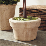 Napa Preserved boxwood BOXWOOD TOPIARIES IN POTS, SET OF 8