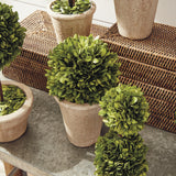 Napa Preserved boxwood BOXWOOD TOPIARIES IN POTS, SET OF 8