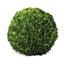 Napa Preserved boxwood BOXWOOD BALL 16"