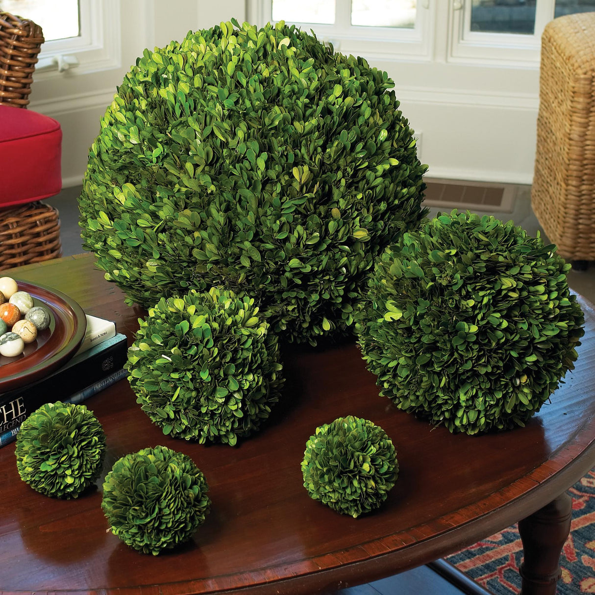 Napa Preserved boxwood BOXWOOD BALL 16"