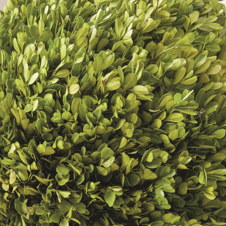 Napa Preserved boxwood BOXWOOD BALL 16"
