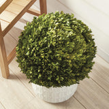 Napa Preserved boxwood BOXWOOD BALL 16"
