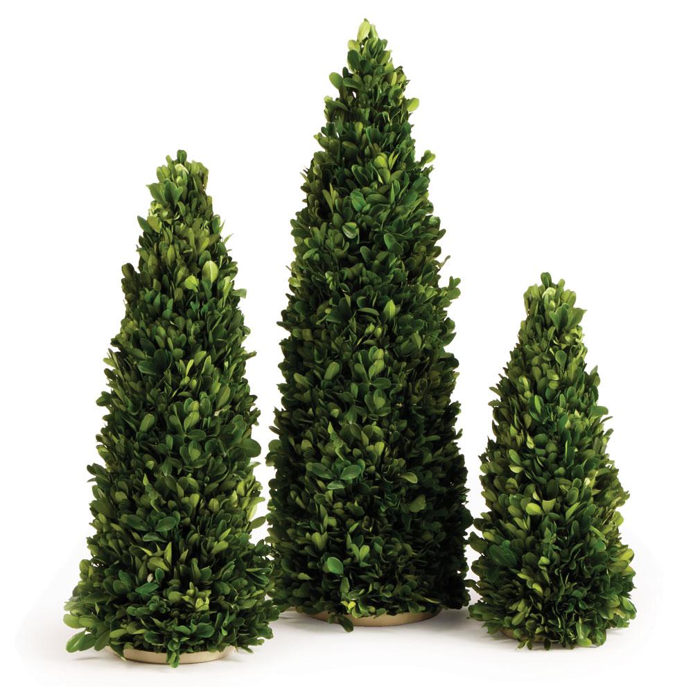 Napa Preserved boxwood BOXWOOD MINI TREES, SET OF 3